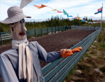 En hier en daar een Ierse nazaat met zijn eigen aardappelveldje